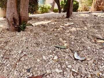 Du broyât d’huîtres dans les espaces verts !