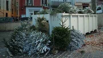 Collecte des Sapins de NOËL