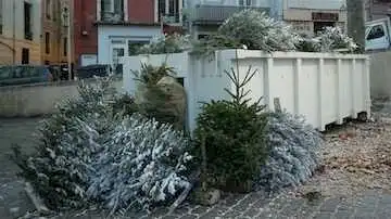 Collecte des Sapins de NOËL